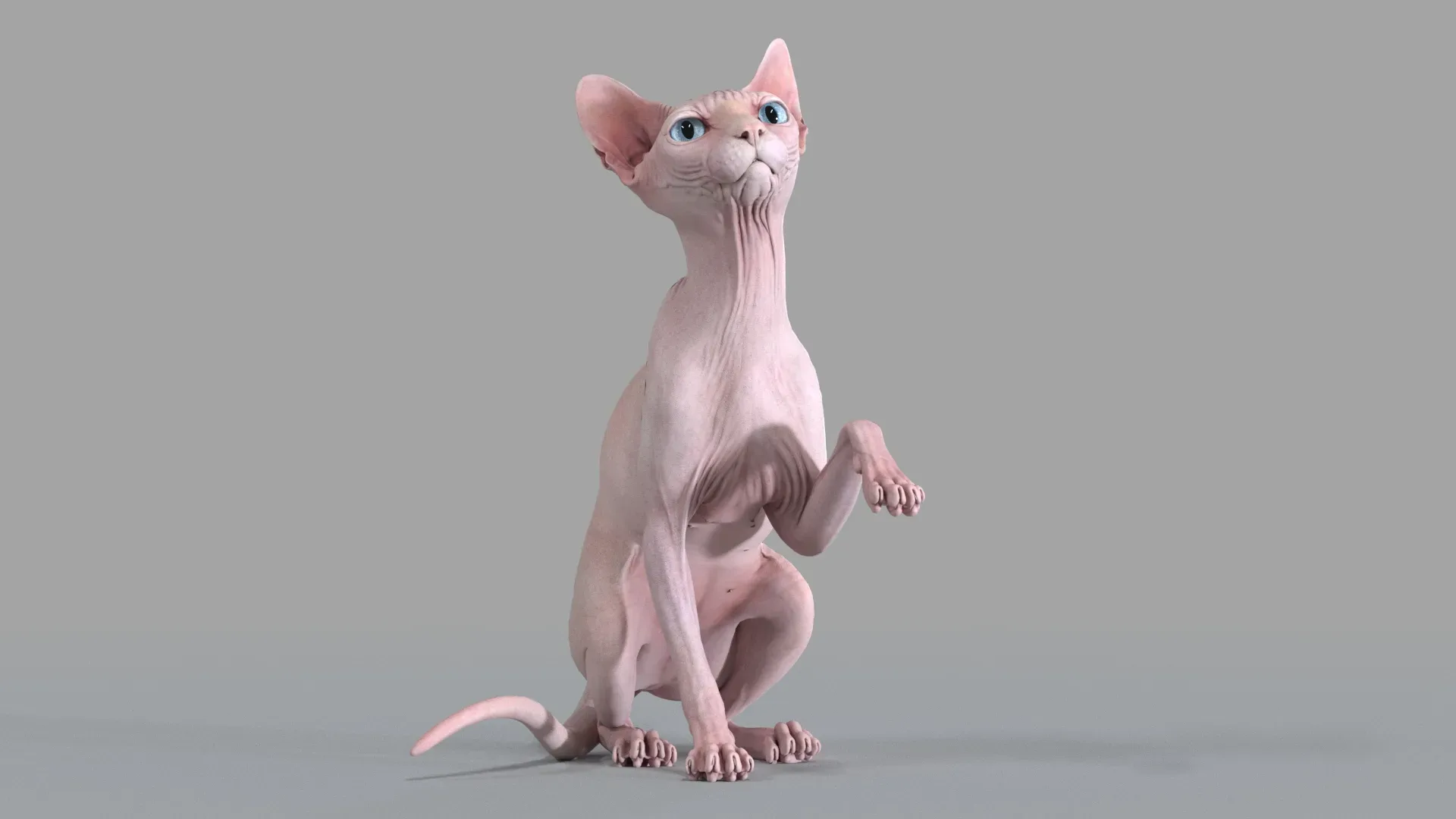 Sphynx Cat Pink Sitting Pose