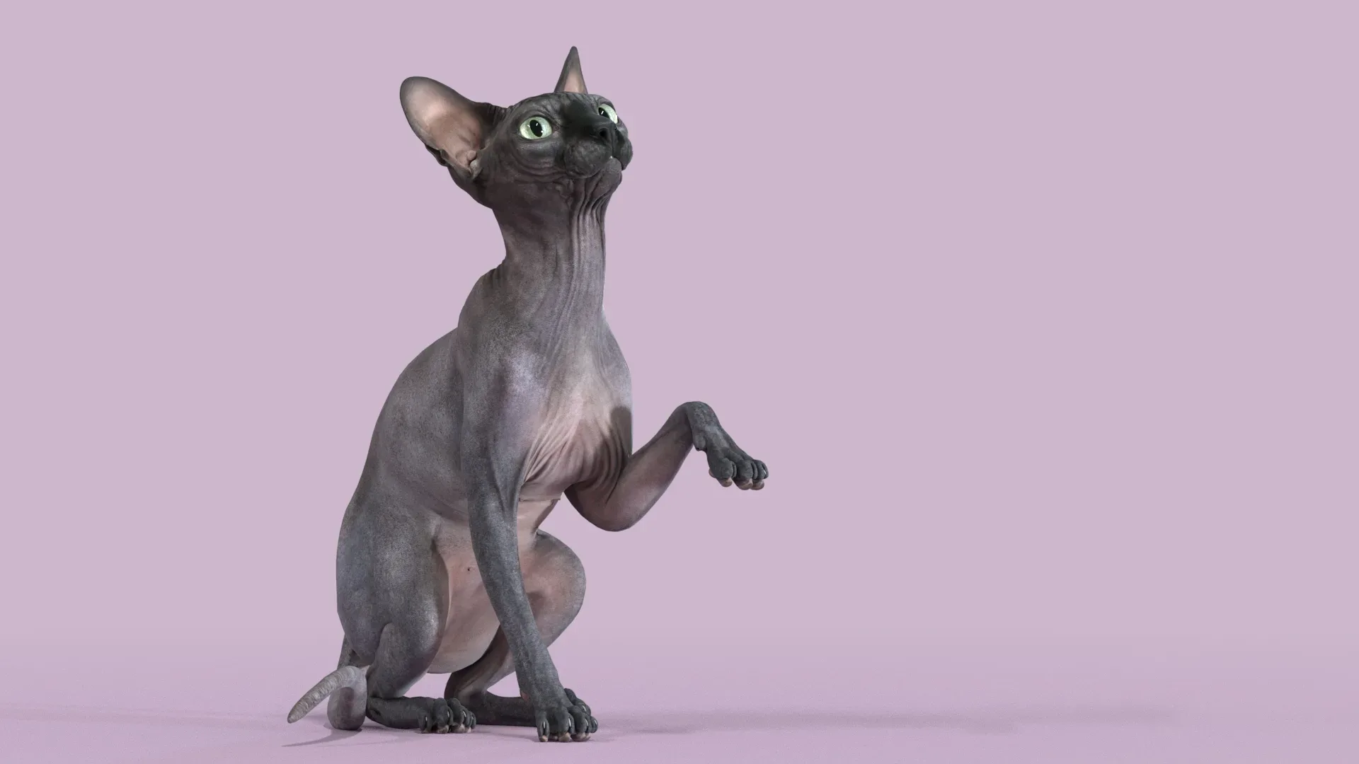 Sphynx Cat Black Sitting Pose