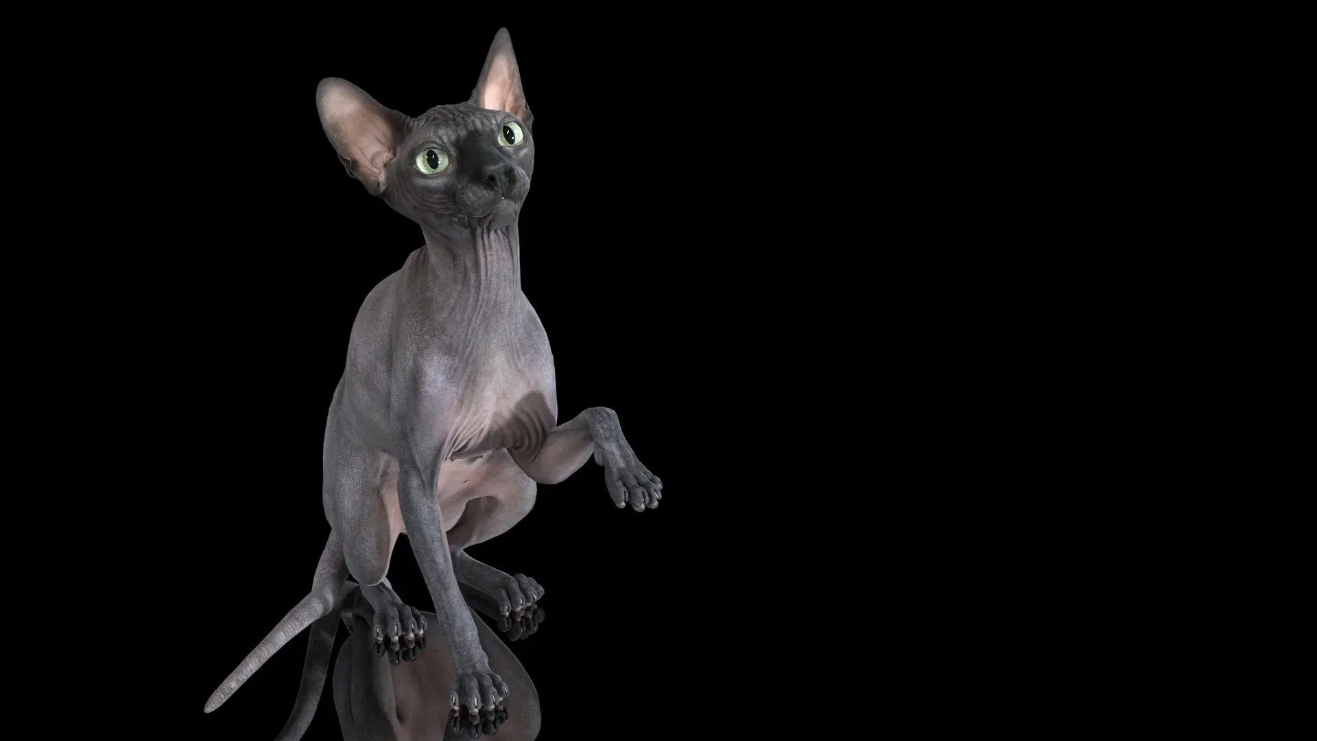 Sphynx Cat Black Sitting Pose