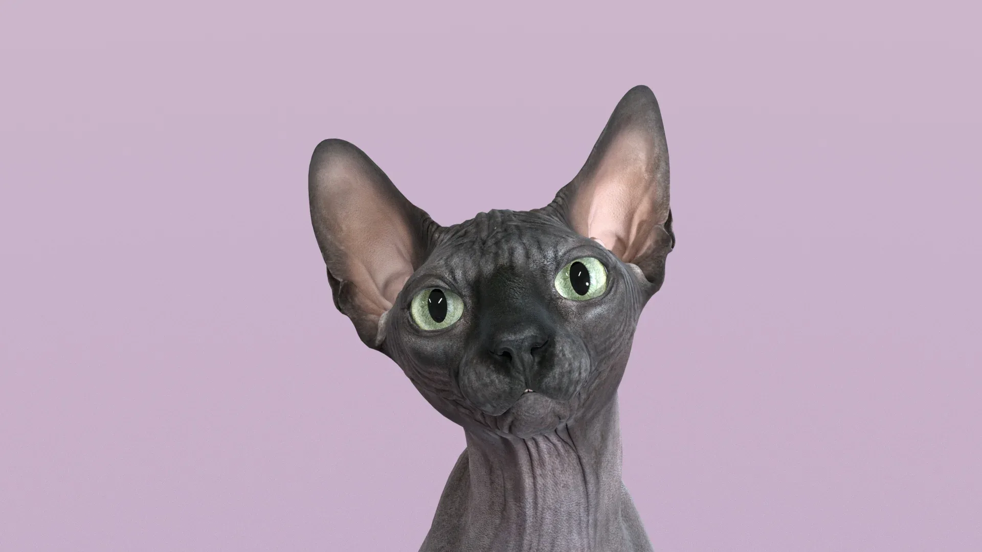 Sphynx Cat Black Sitting Pose