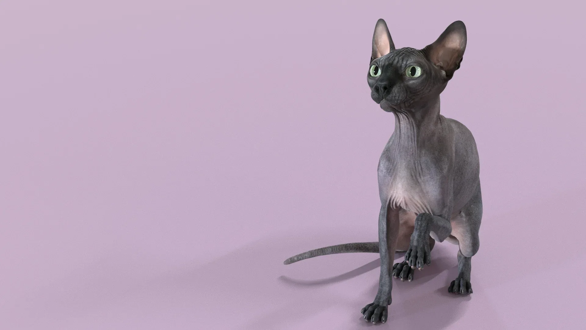 Sphynx Cat Black Sitting Pose