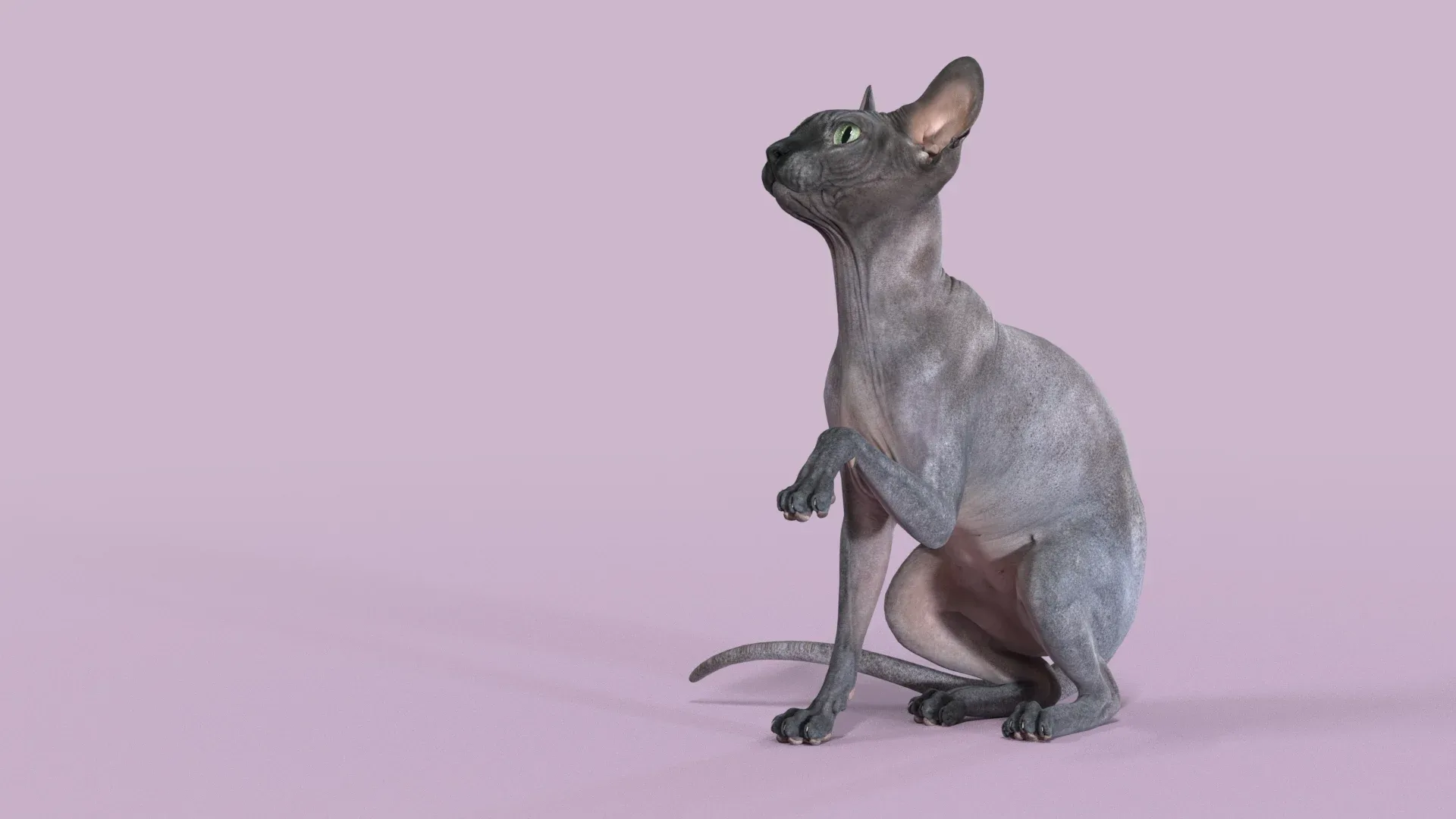 Sphynx Cat Black Sitting Pose