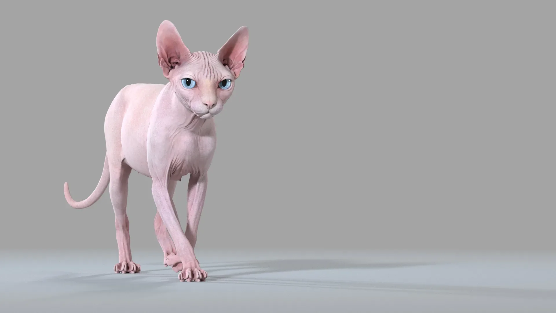 Sphynx Cat Pink Walking Pose