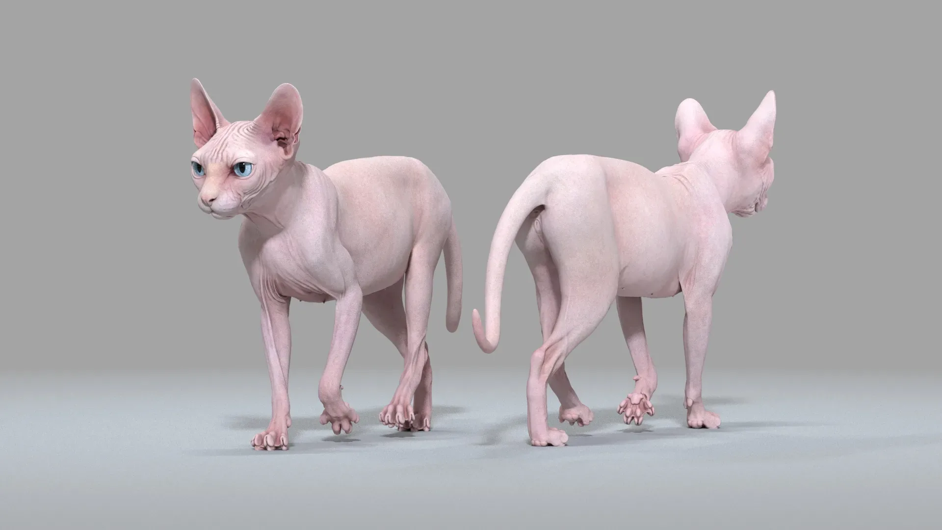 Sphynx Cat Pink Walking Pose