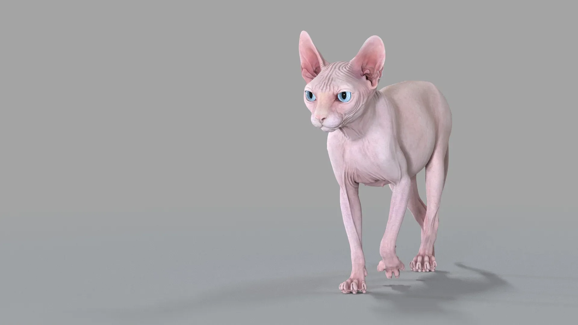 Sphynx Cat Pink Walking Pose