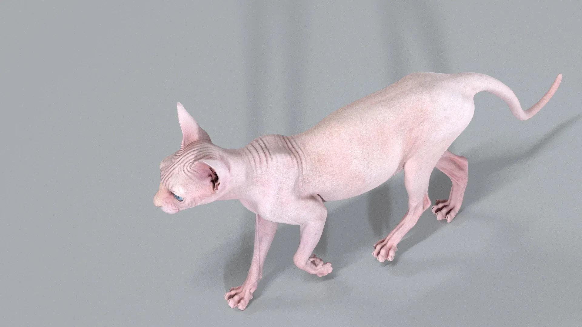 Sphynx Cat Pink Walking Pose