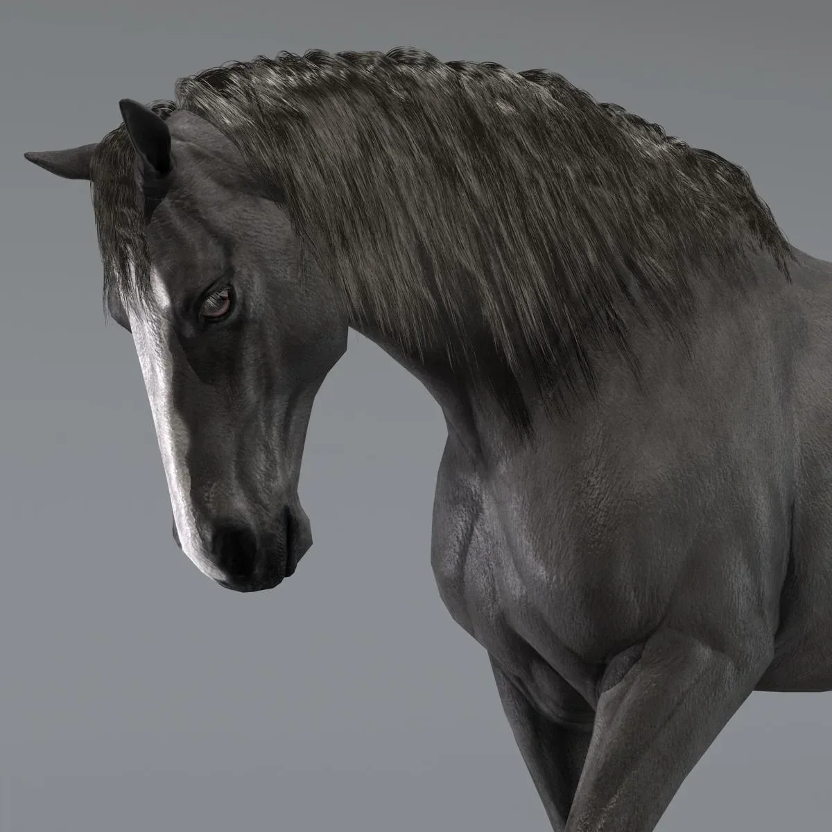 Horse Black