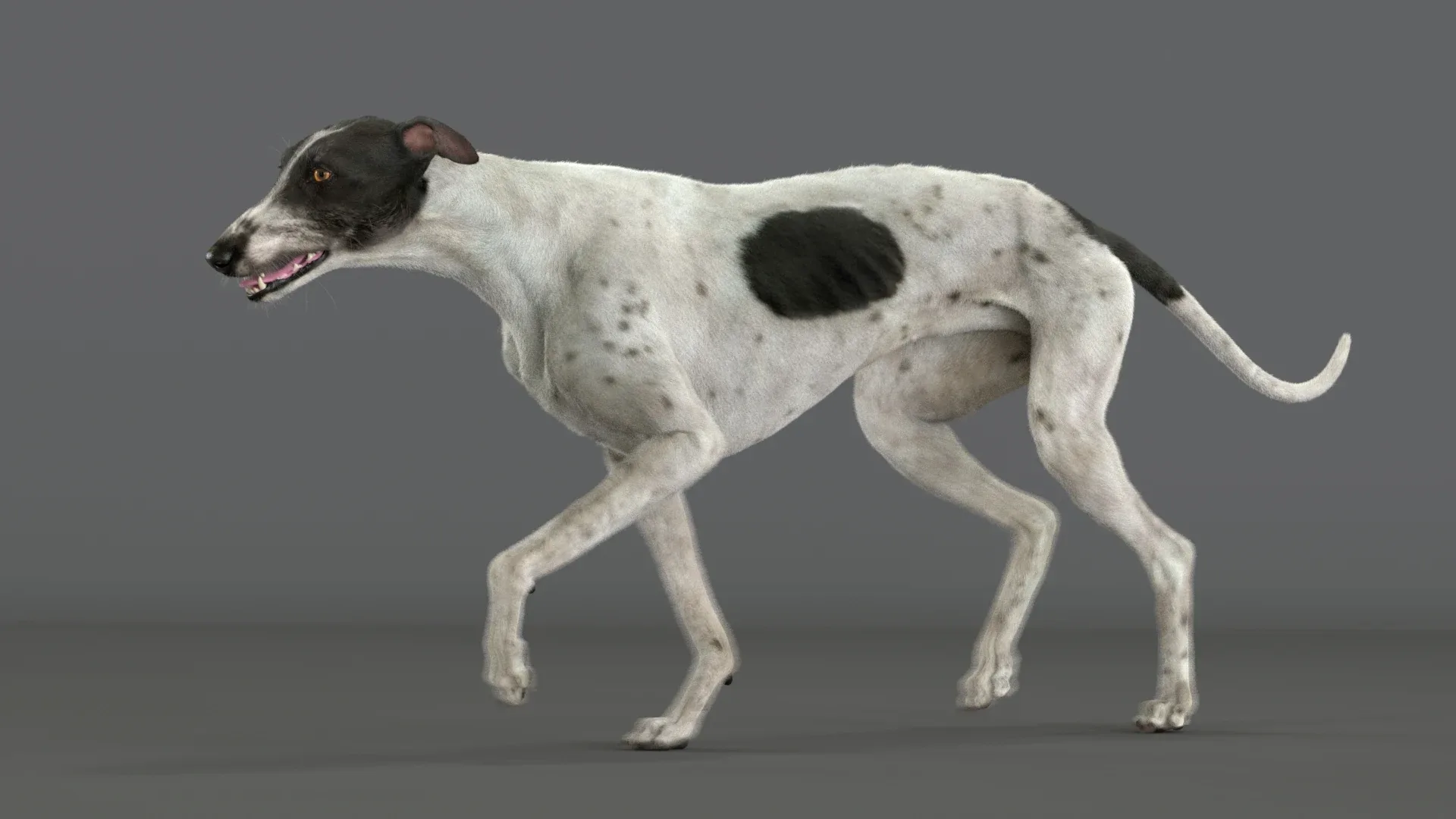 Greyhound Spotted Fur Animated