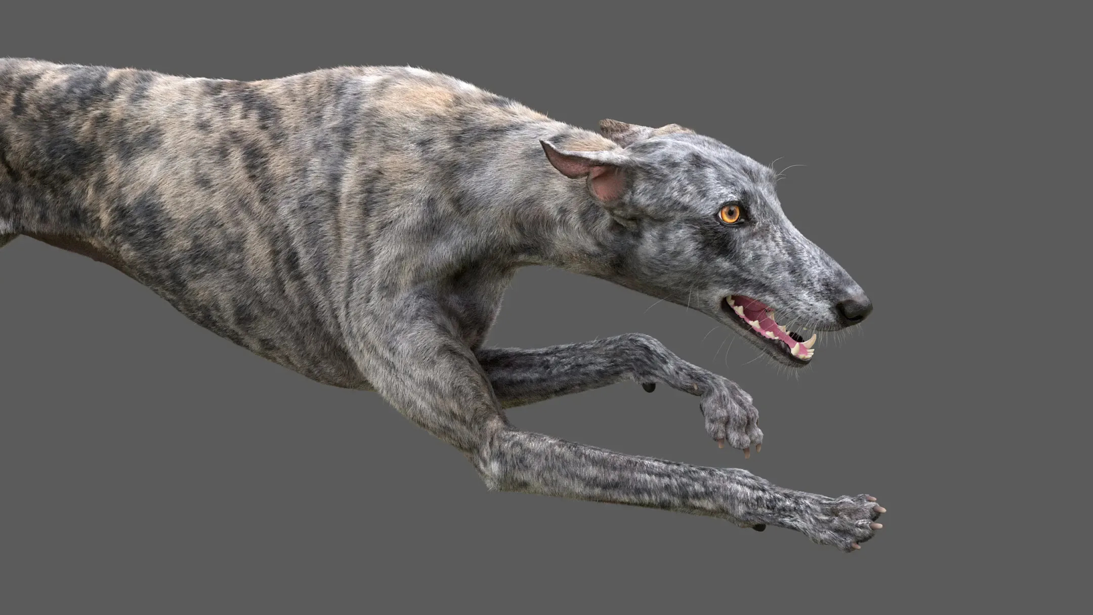 Greyhound Tiger Fur Rigged