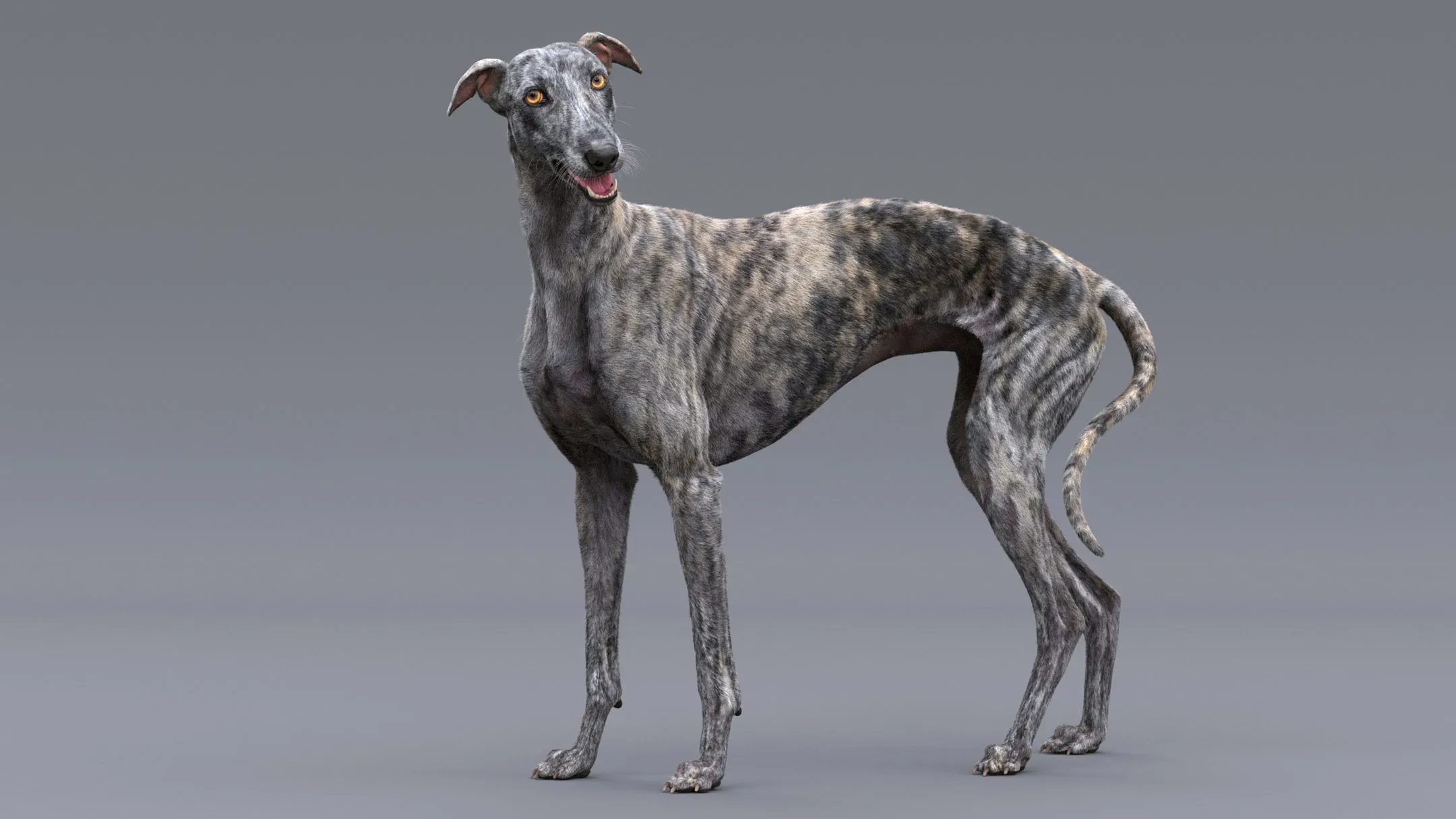 Greyhound Tiger Fur Rigged