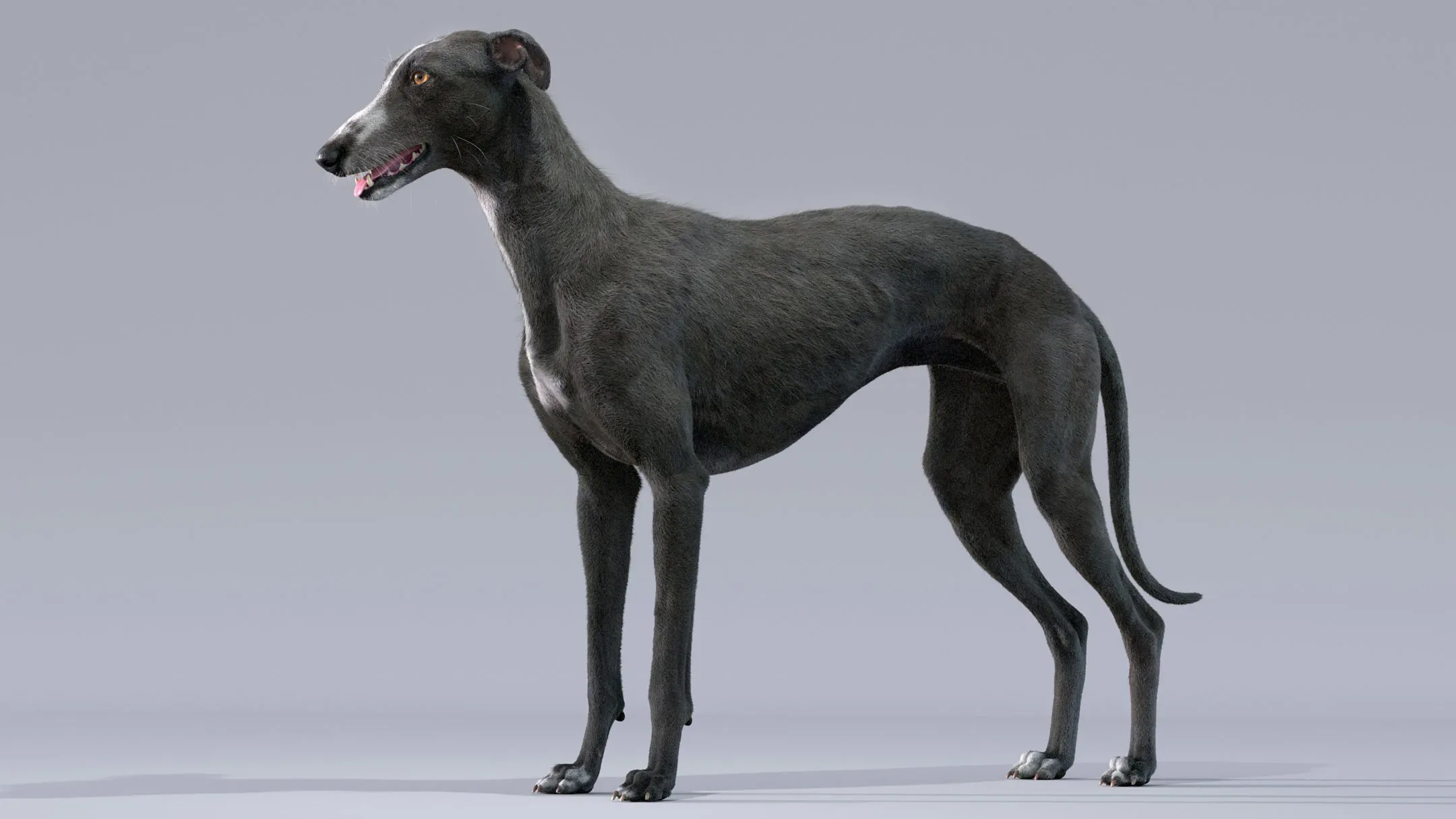 Greyhound Black Fur