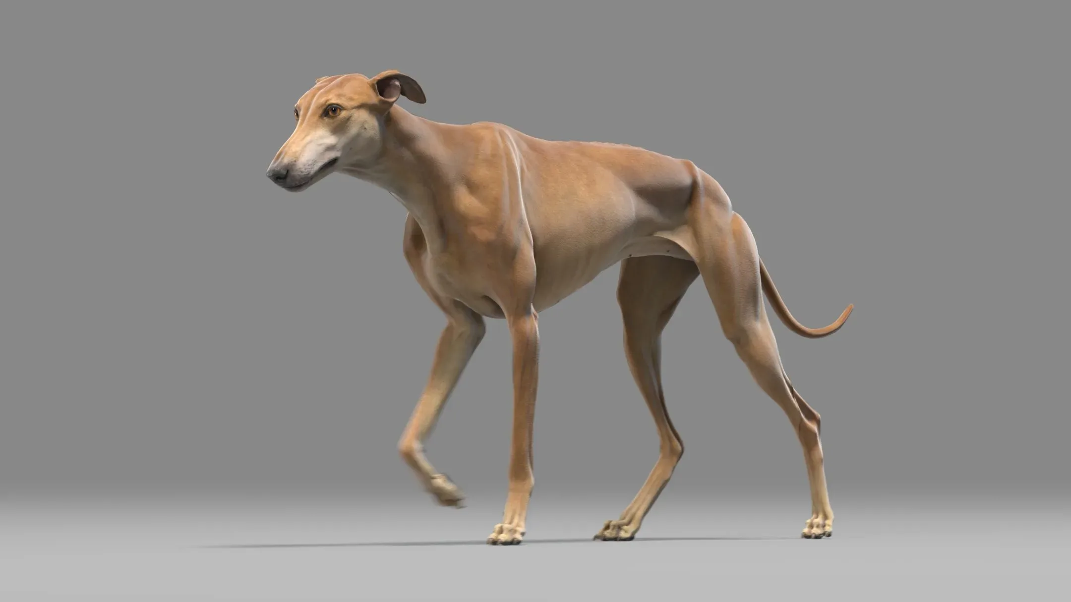 Greyhound Brown Animated