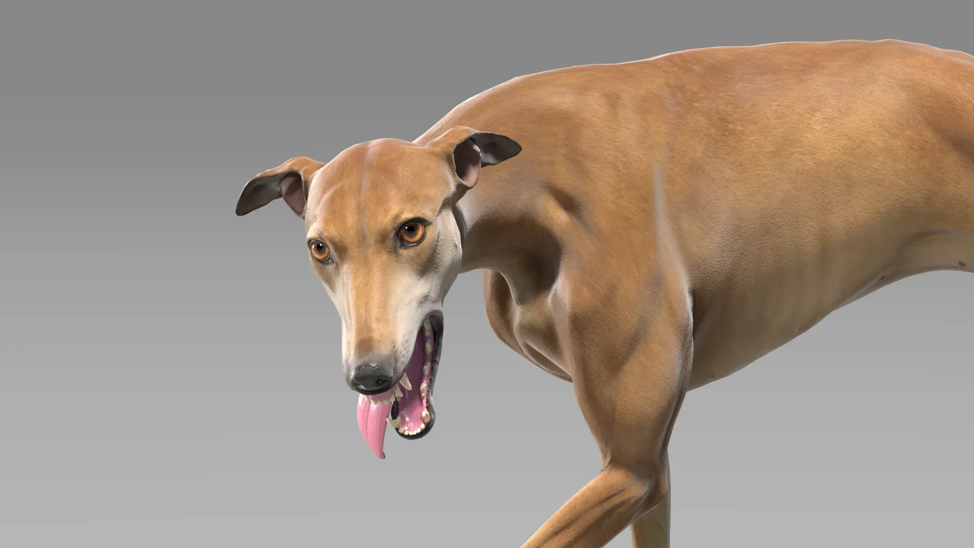 Greyhound Brown Animated