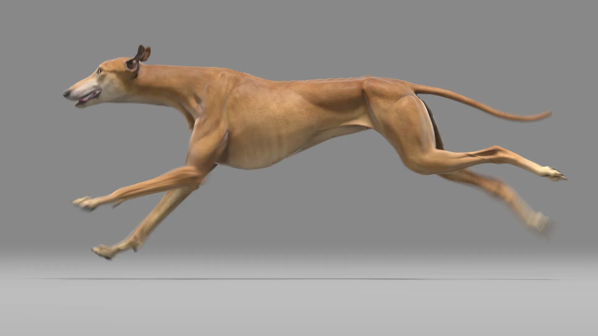 Greyhound Brown Animated