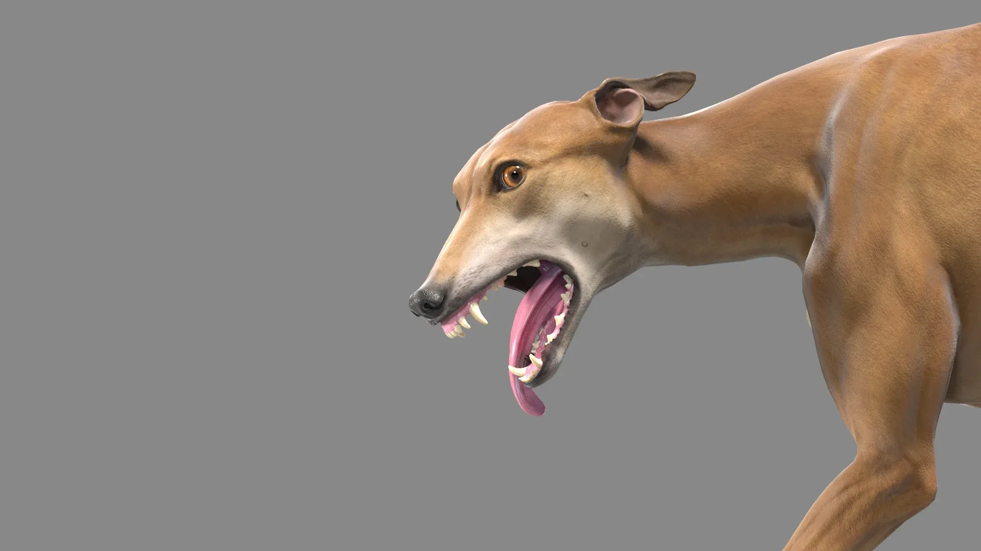 Greyhound Brown Animated