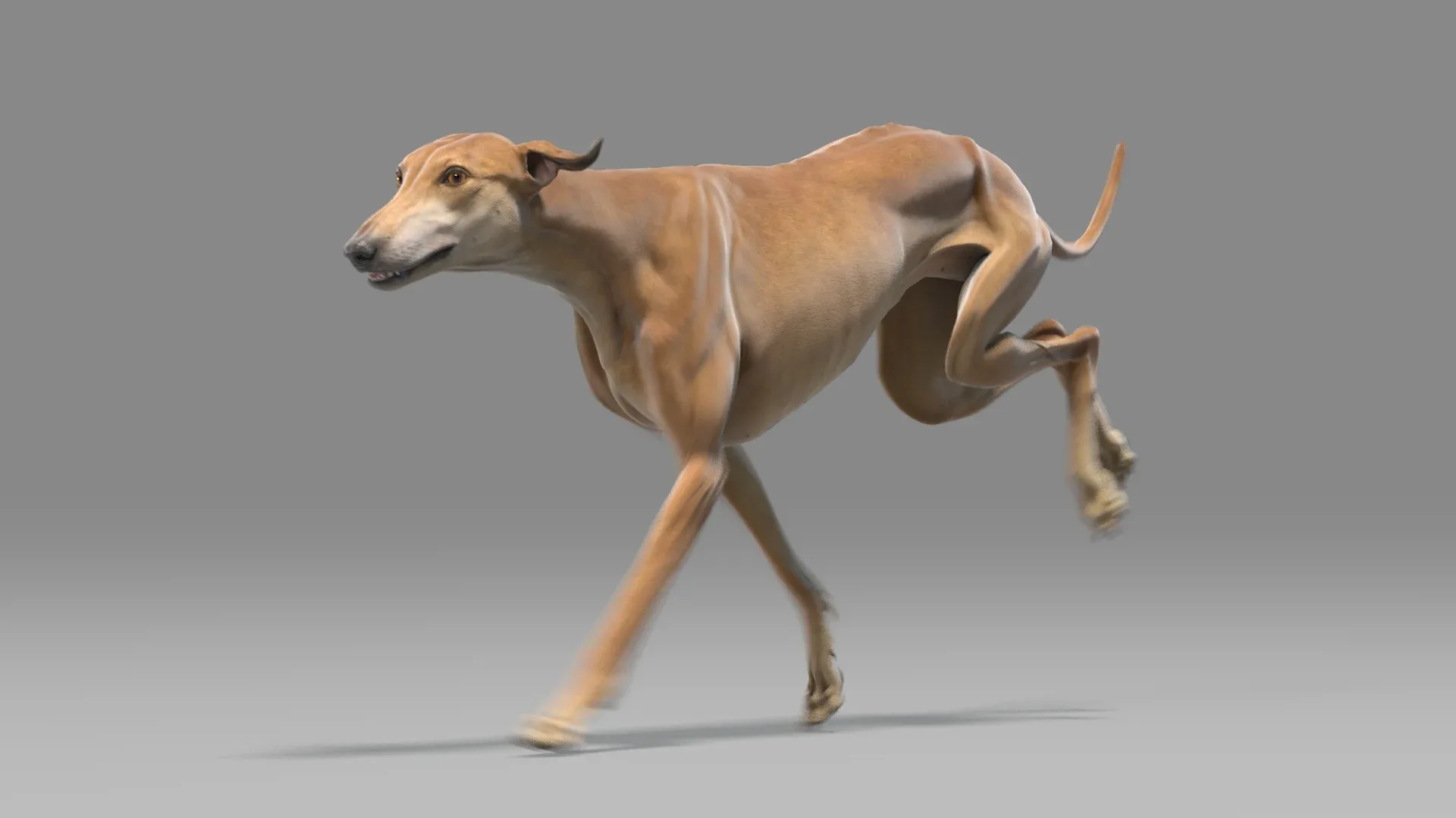 Greyhound Brown Animated