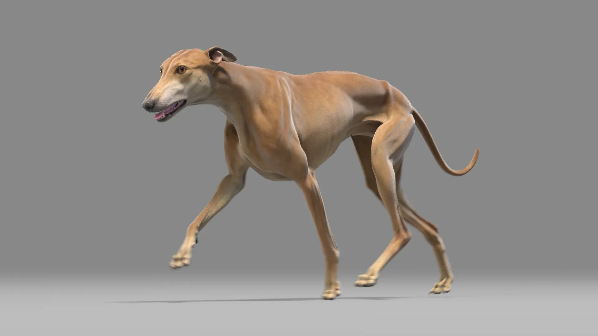 Greyhound Brown Animated