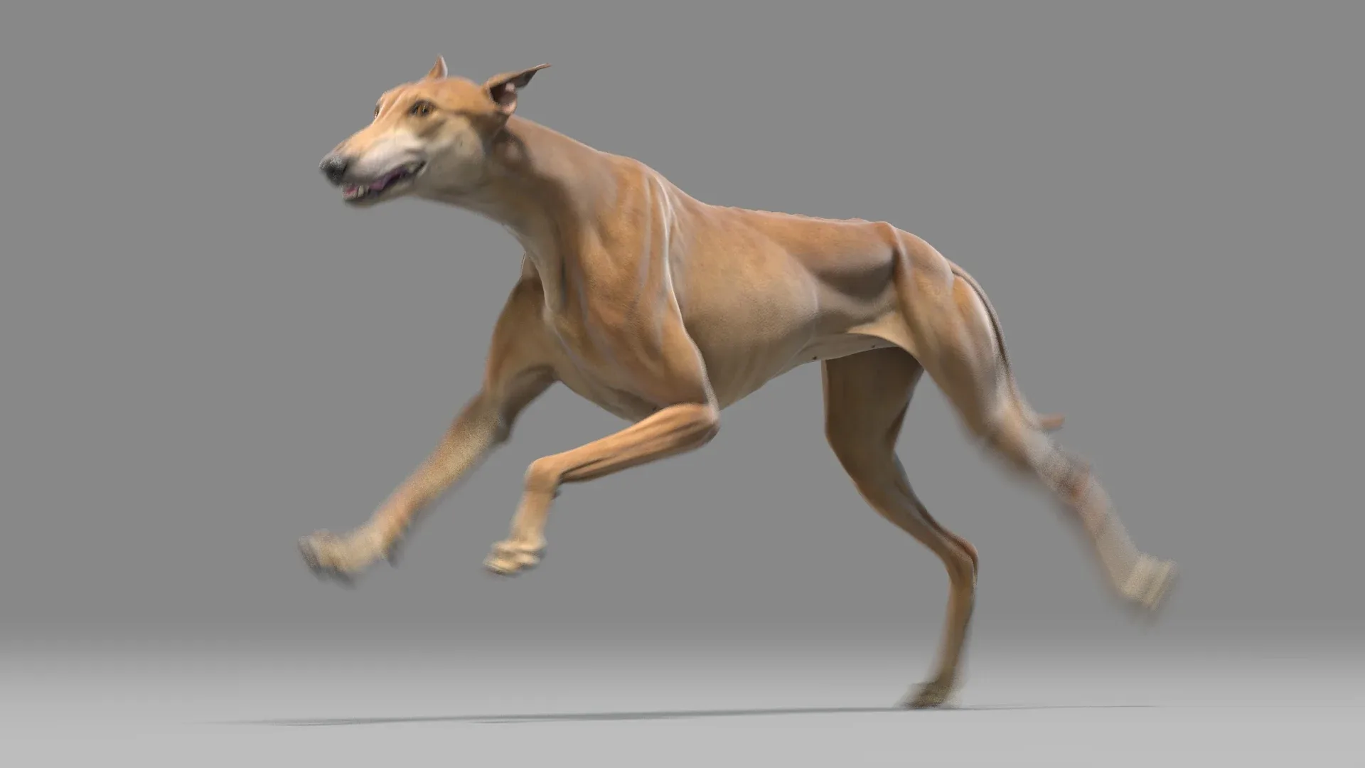 Greyhound Brown Animated