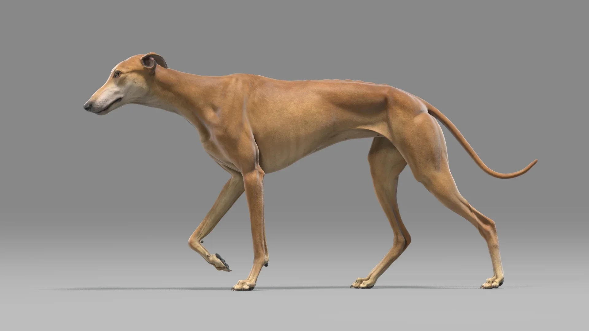 Greyhound Brown Animated