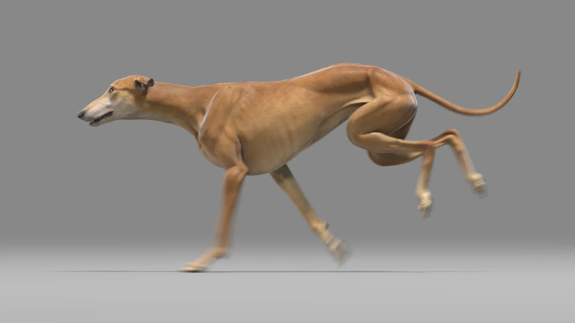 Greyhound Brown Animated