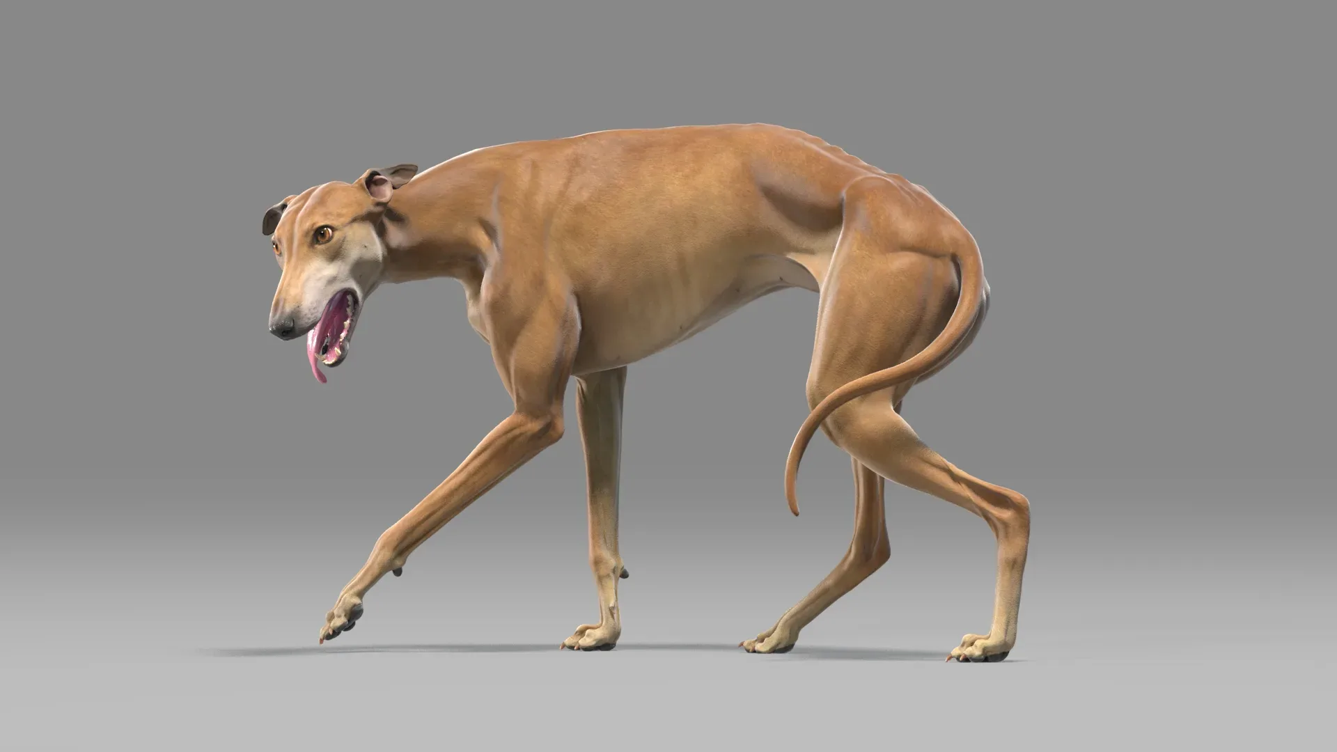 Greyhound Brown Animated