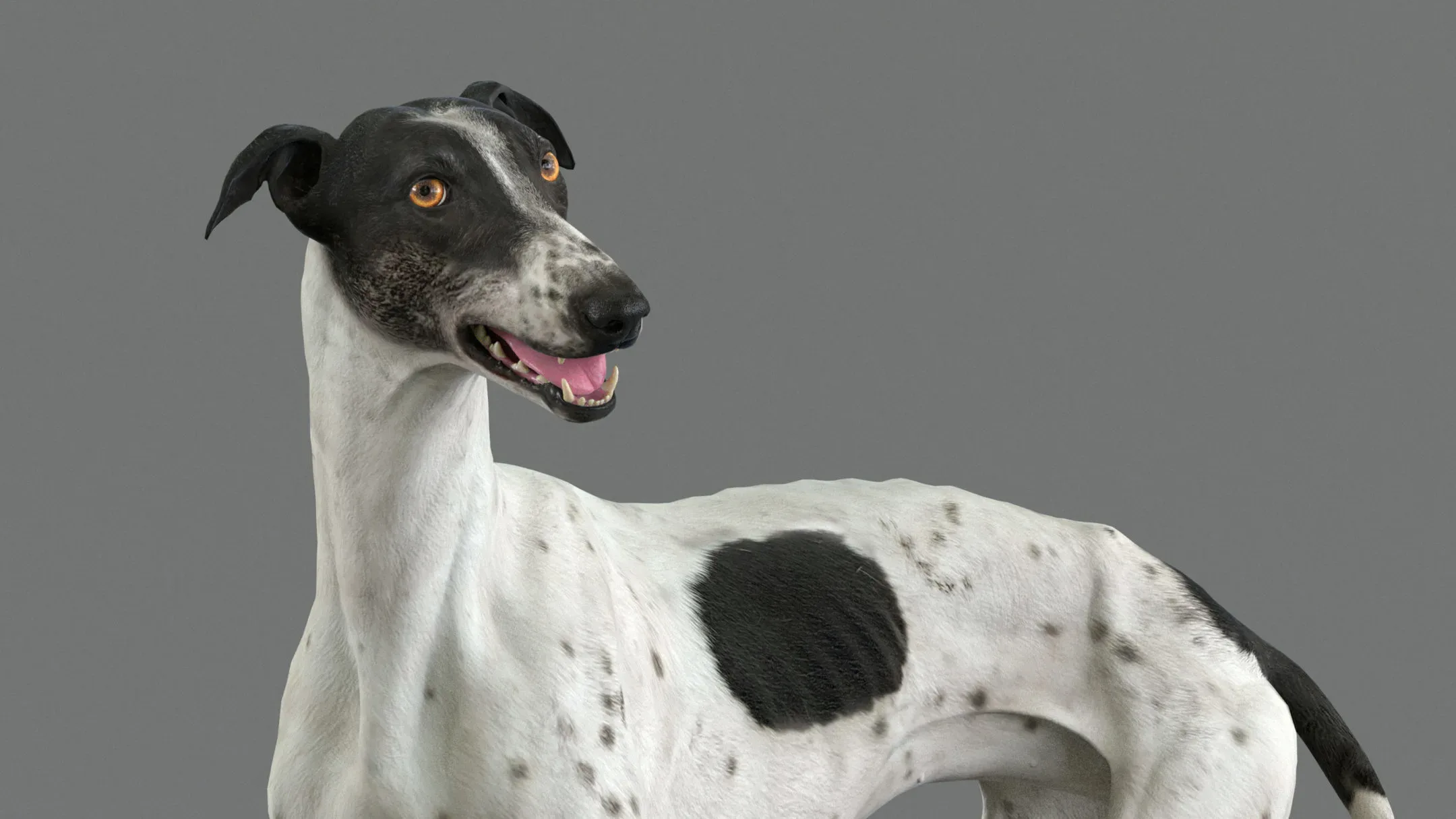 Greyhound Spotted Animated