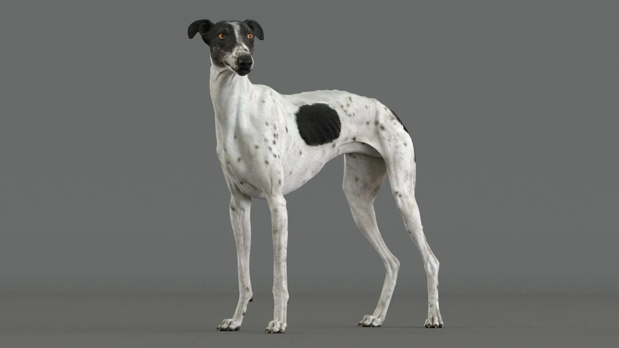 Greyhound Spotted Animated