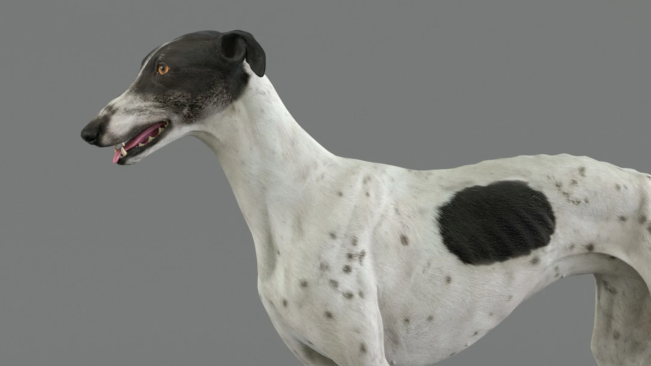 Greyhound Spotted Animated