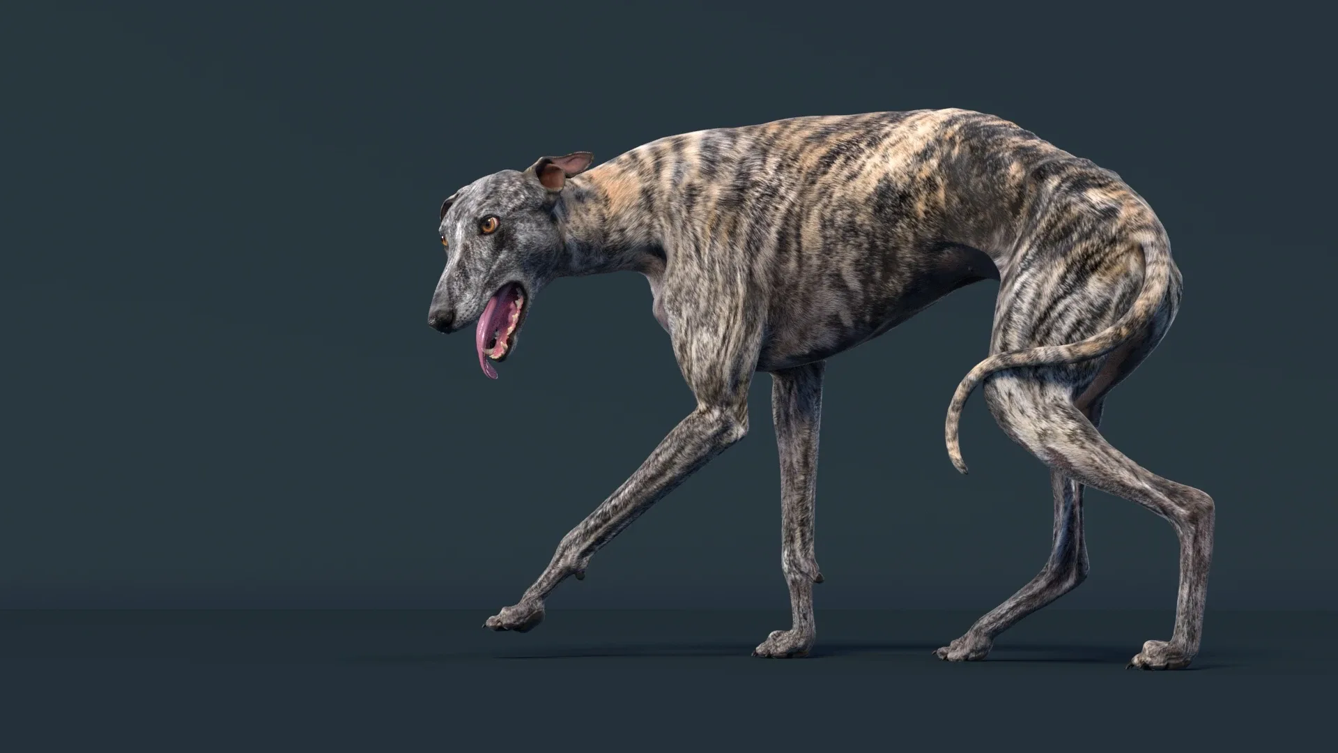 Greyhound Tiger Rigged