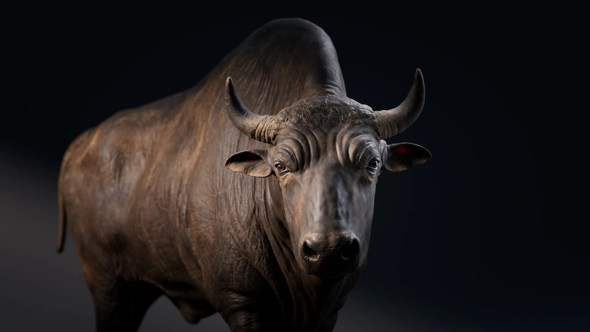 Bison Asset - Digital Model & Textures