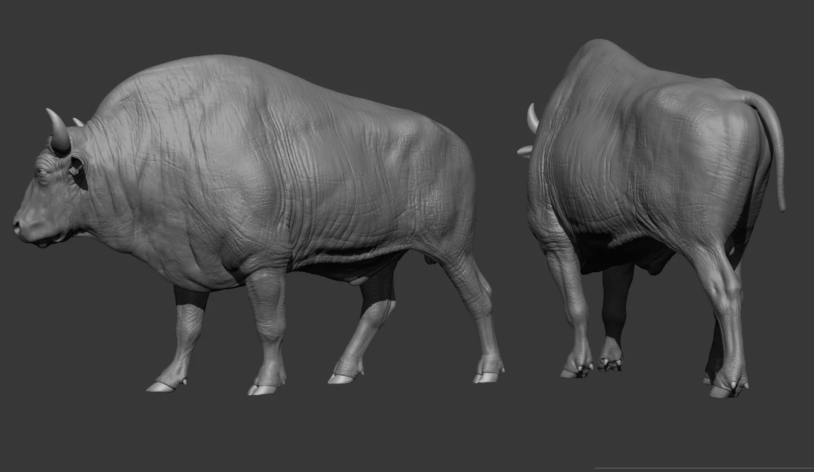 Bison Asset - Digital Model & Textures