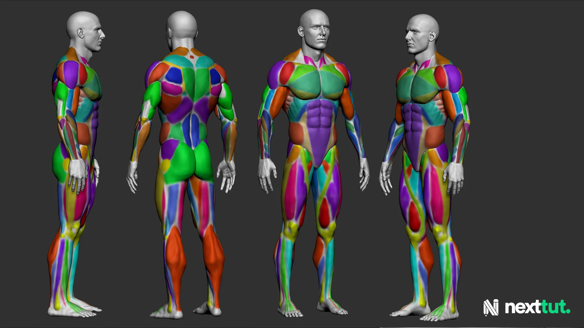 Dynamic Male Anatomy for Artists in Zbrush