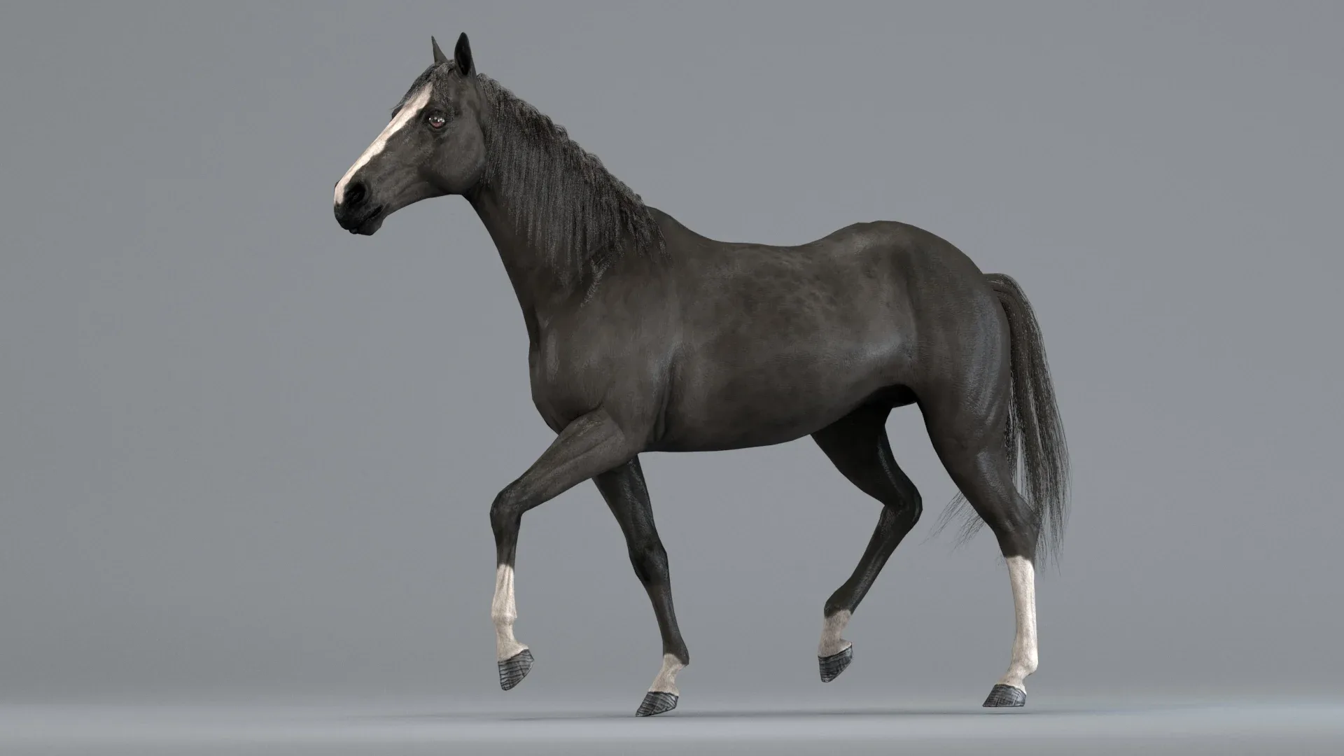 Horse Black Animated