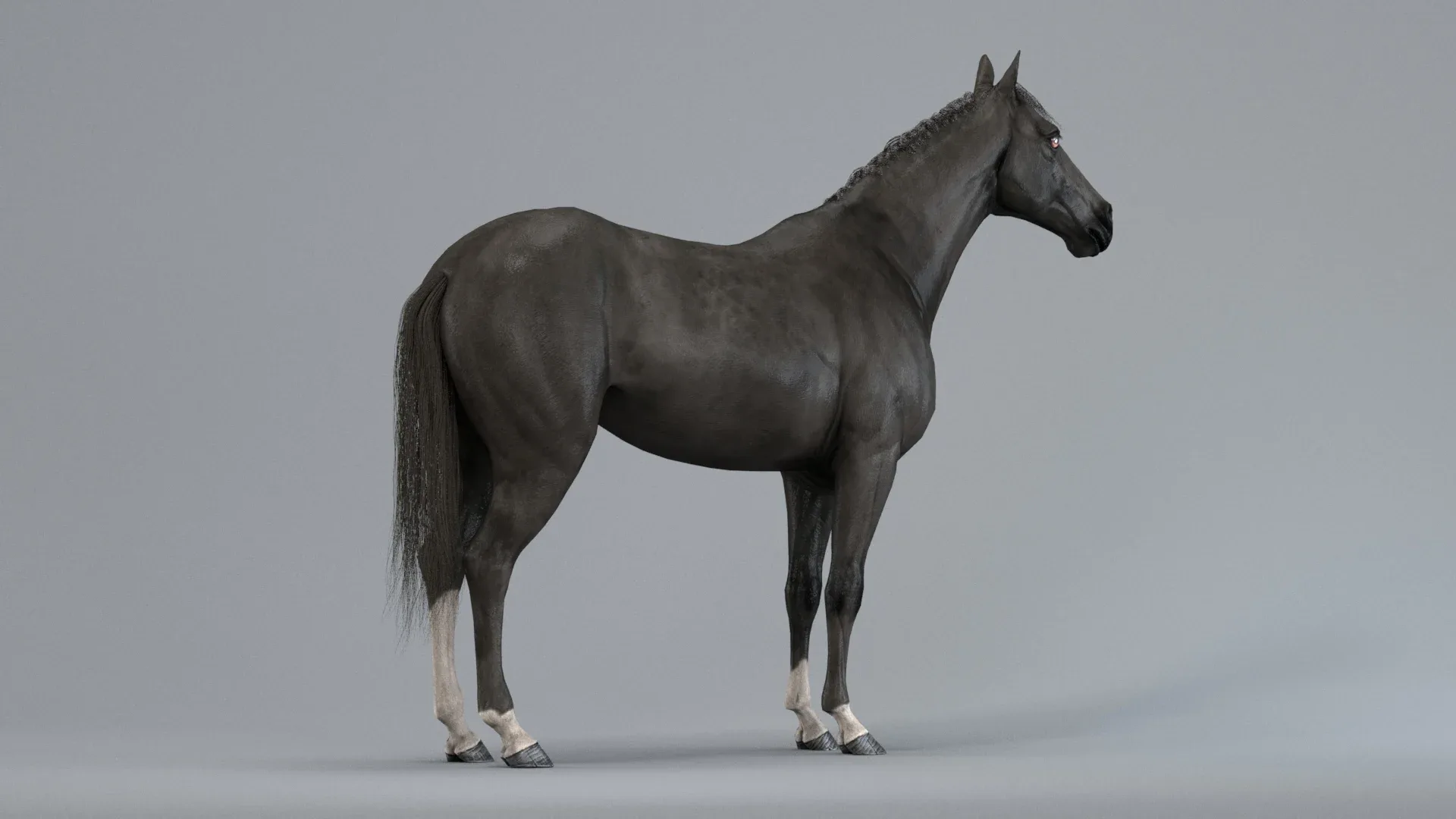 Horse Black Animated