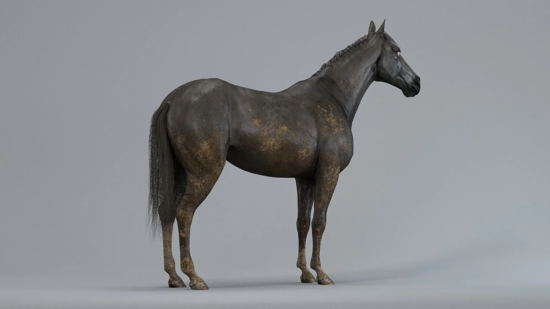 Horse Black Animated