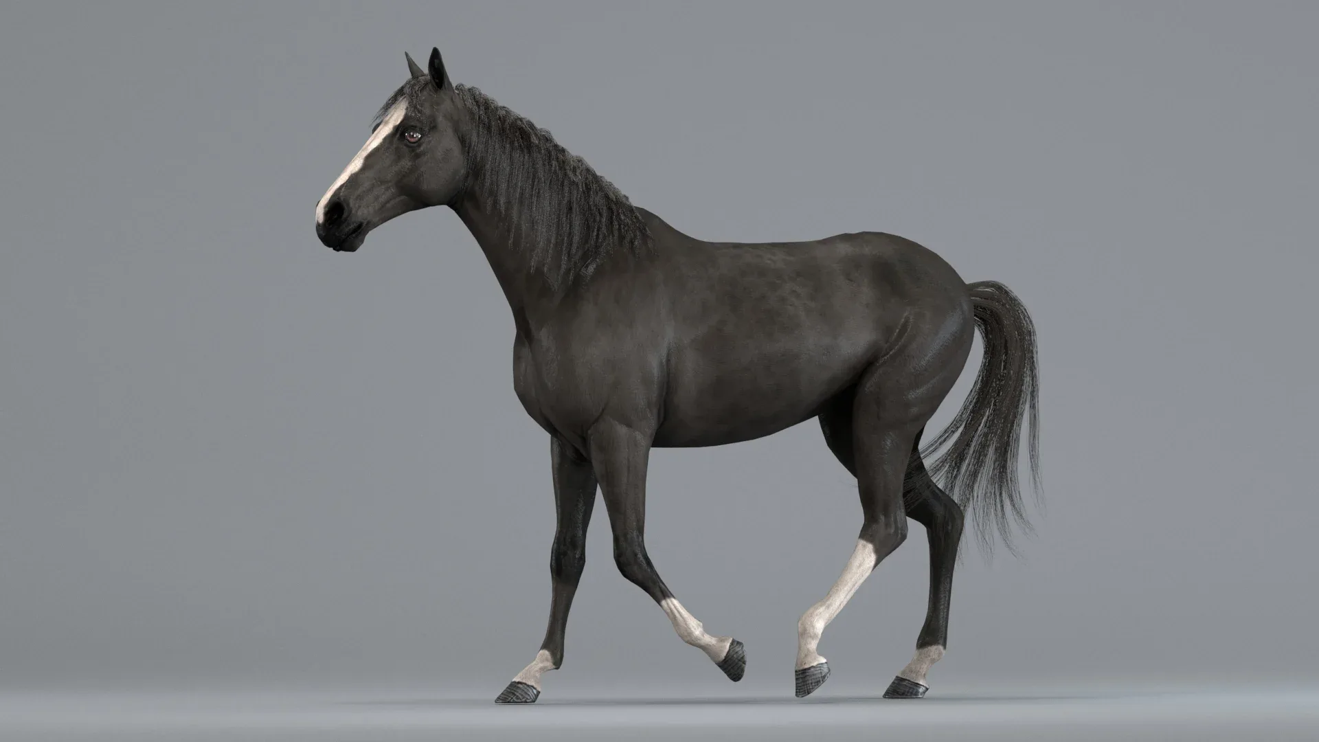 Horse Black Animated