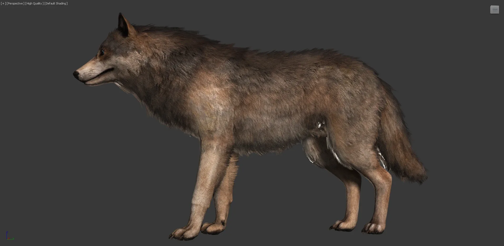 Wolf Realistic
