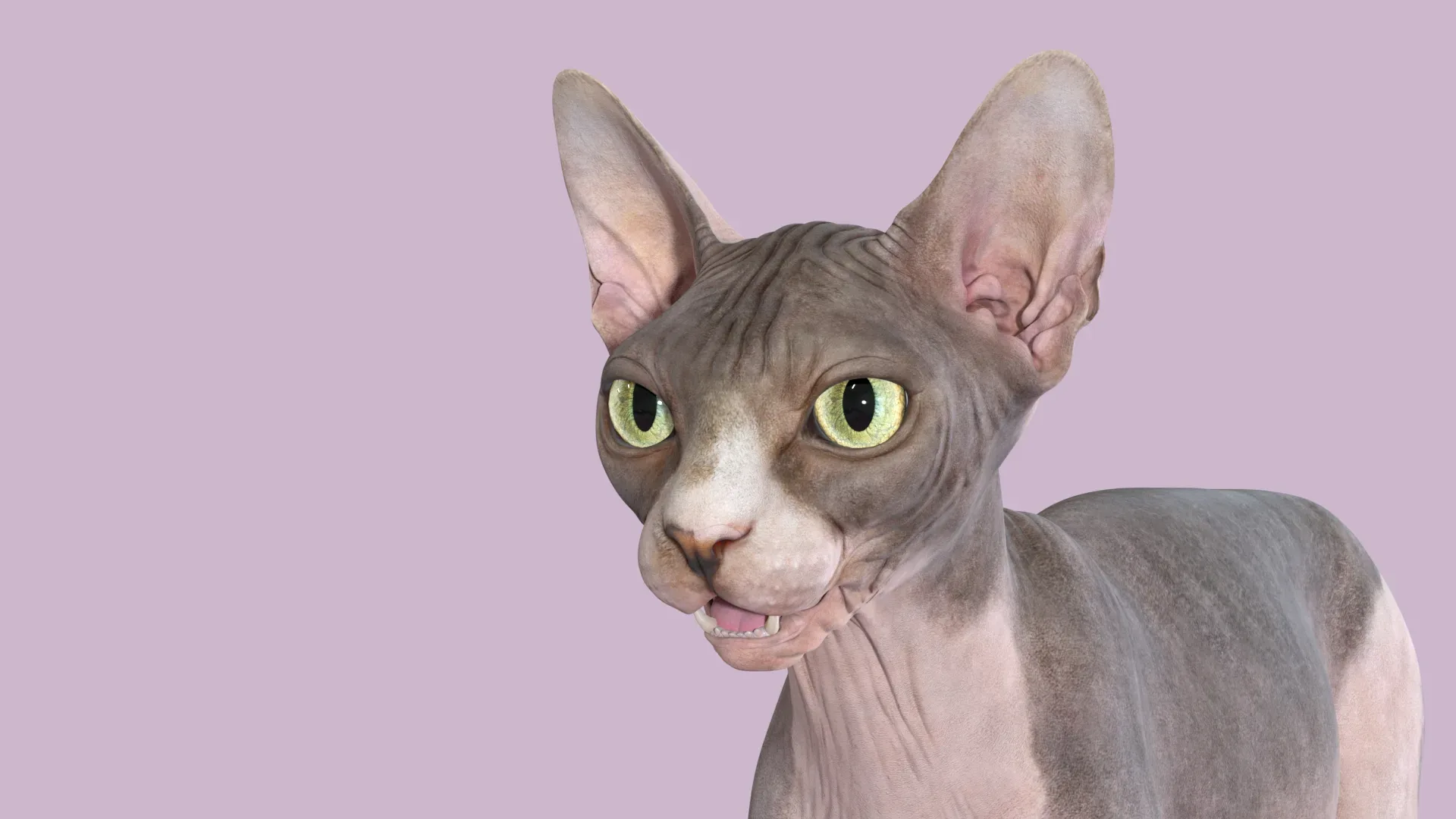 Sphynx Cat Bicolor