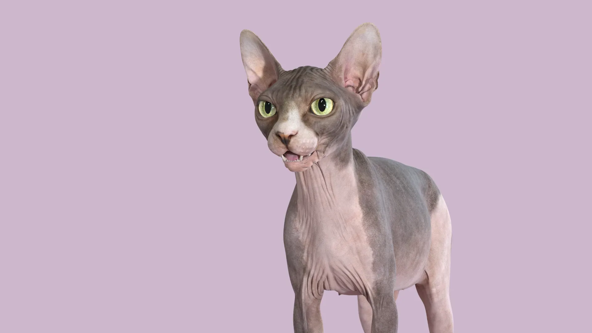 Sphynx Cat Bicolor Rigged