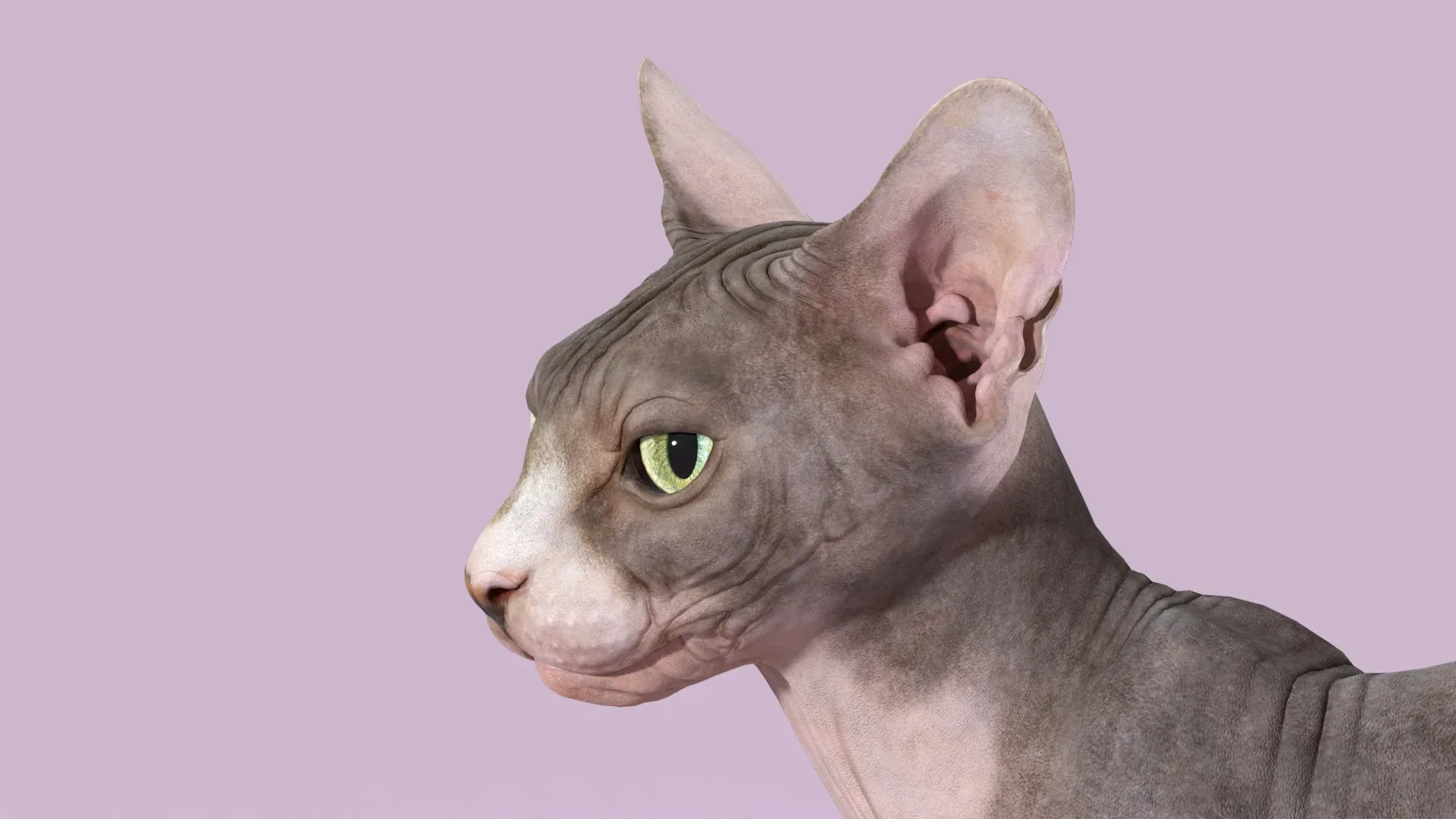 Sphynx Cat Bicolor Rigged