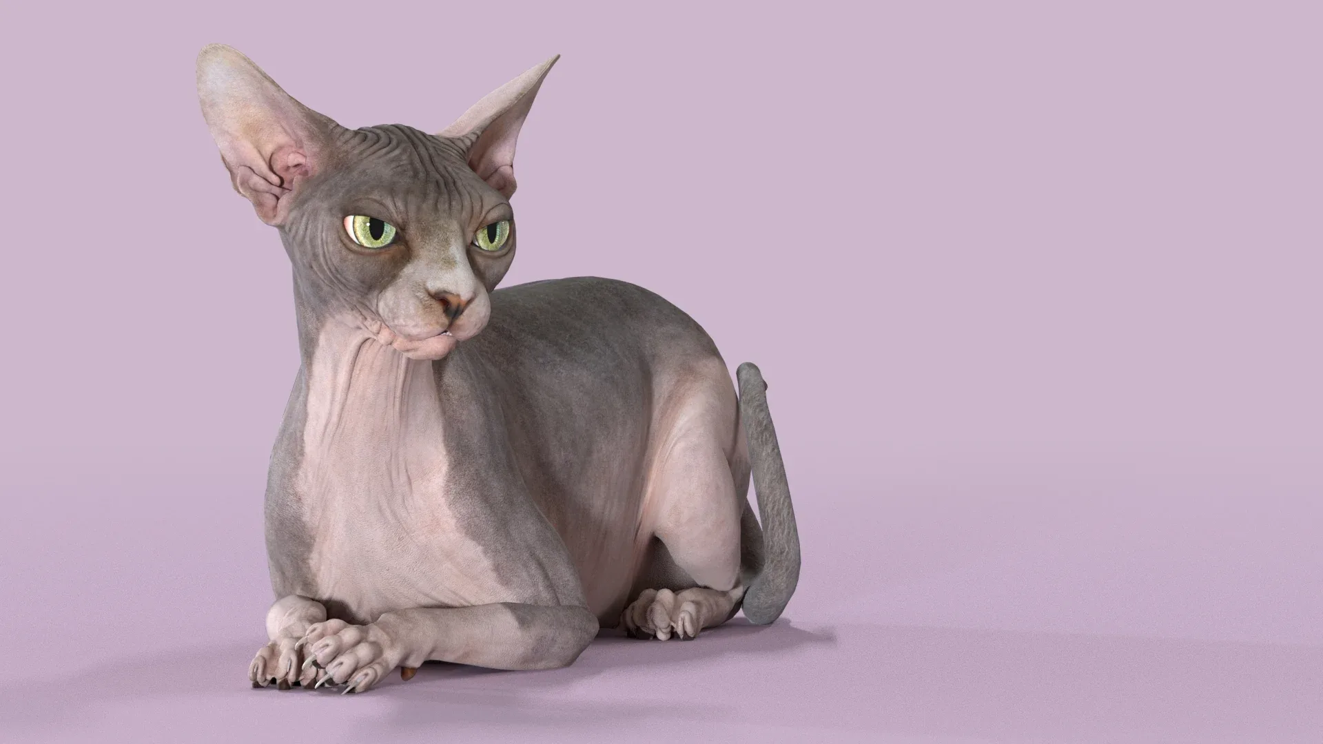 Sphynx Cat Bicolor Rigged