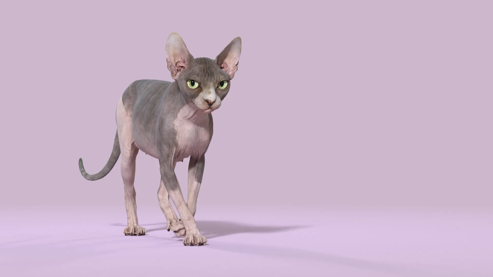 Sphynx Cat Bicolor Rigged