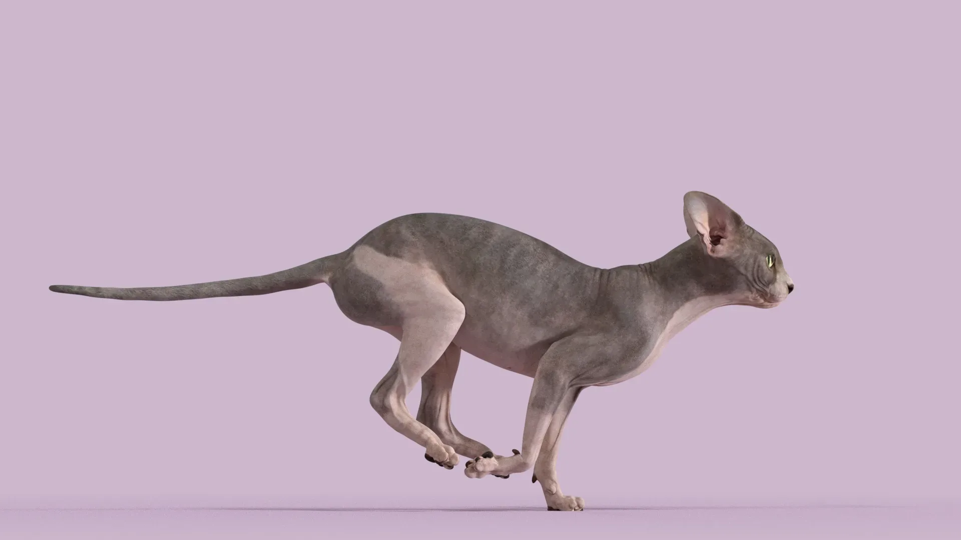 Sphynx Cat Bicolor Animated