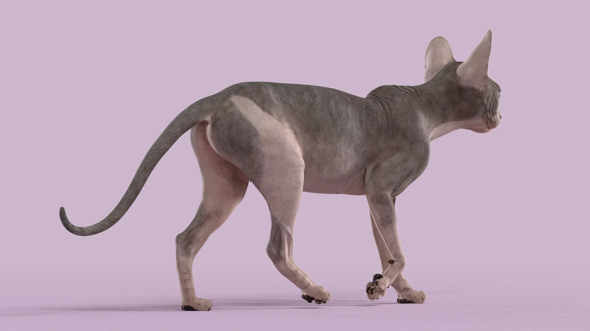 Sphynx Cat Bicolor Animated