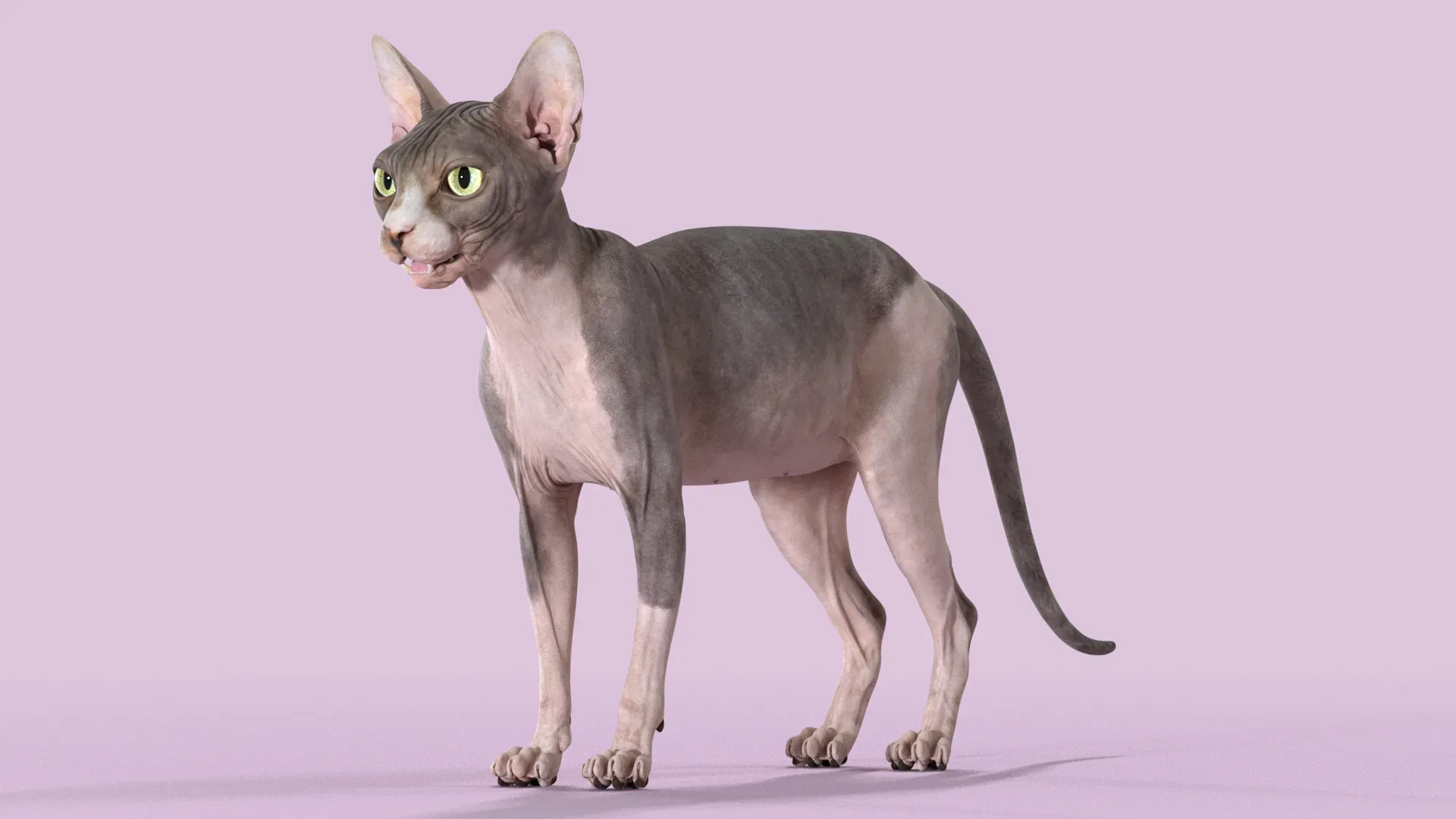 Sphynx Cat Bicolor Animated