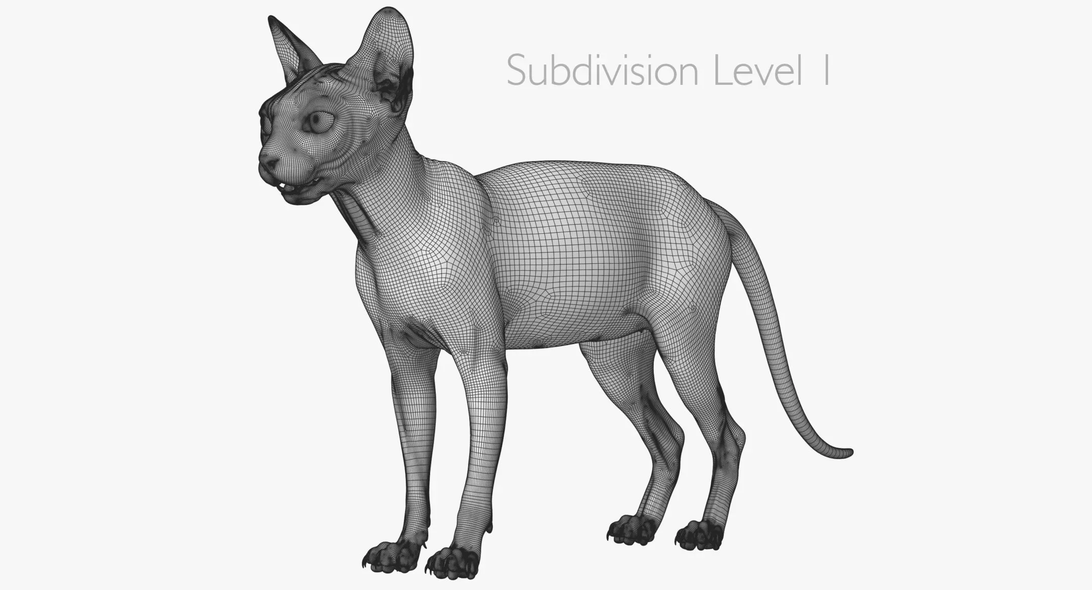 Sphynx Cat Bicolor Animated