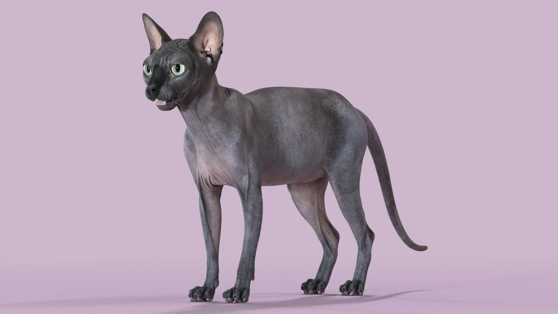 Sphynx Cat Black