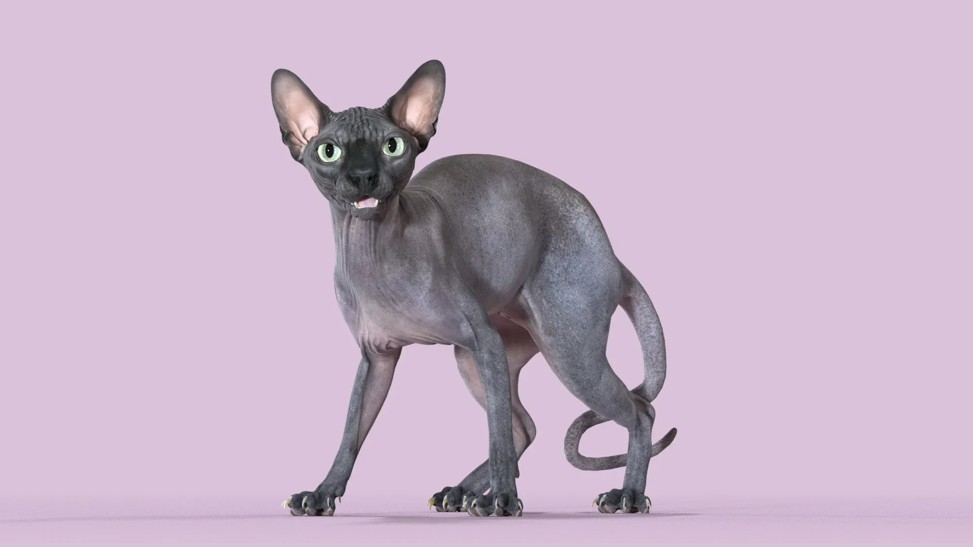 Sphynx Cat Black Rigged