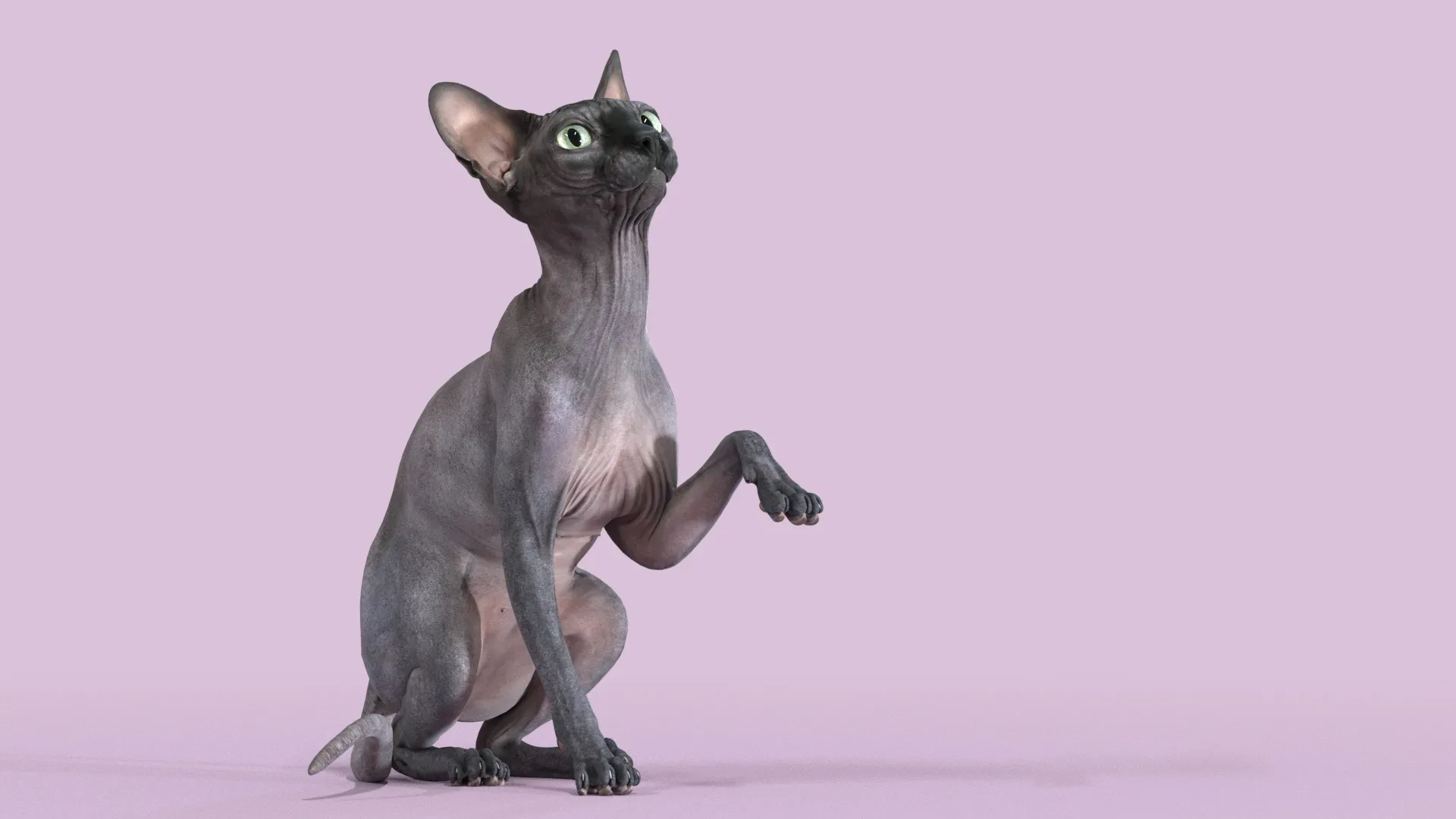 Sphynx Cat Black Rigged