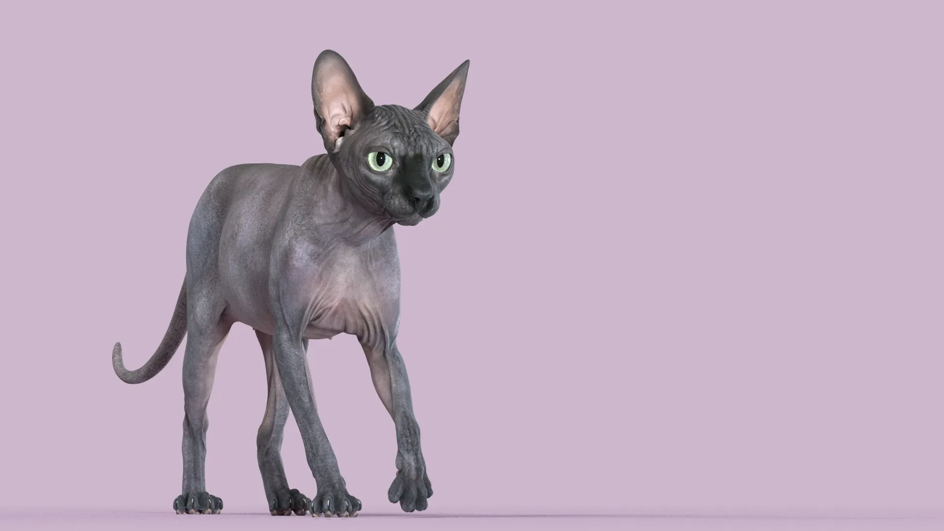 Sphynx Cat Black Animated